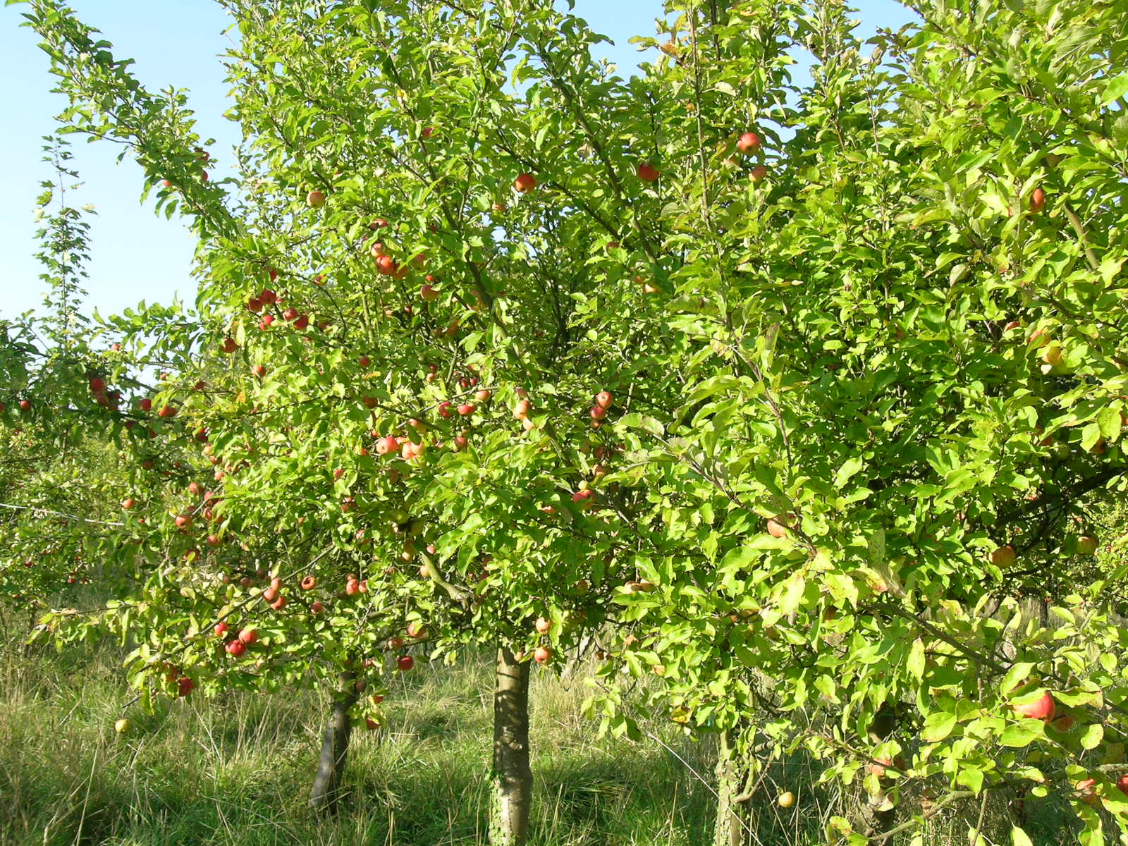 Les vergers de St-Prix