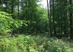 Forêt de Montmorency