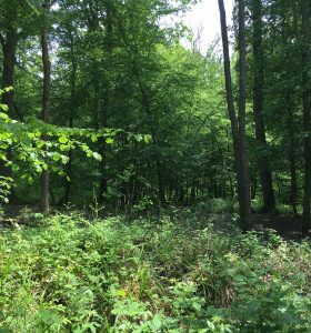 Forêt de Montmorency