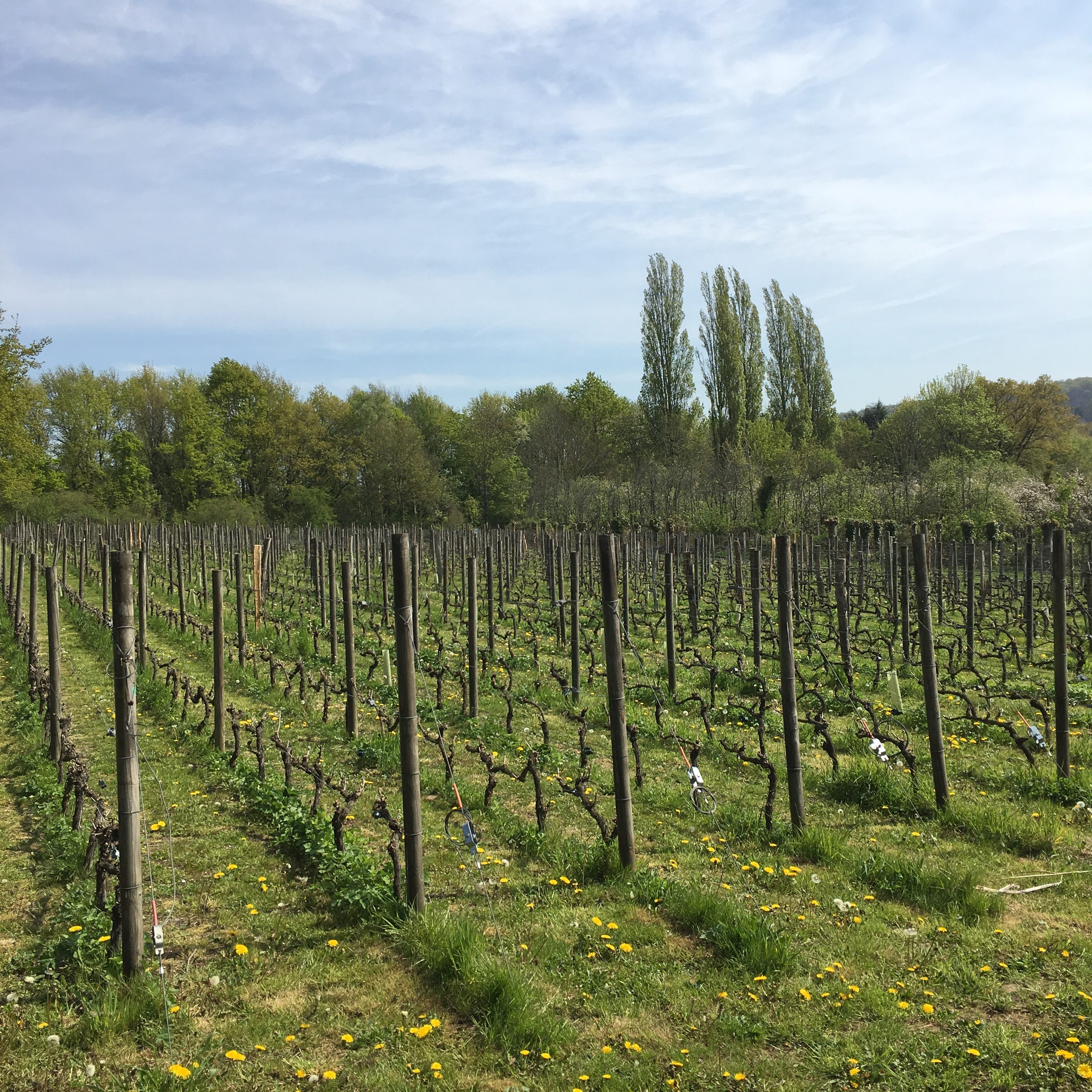 Vignes de Saint-Prix