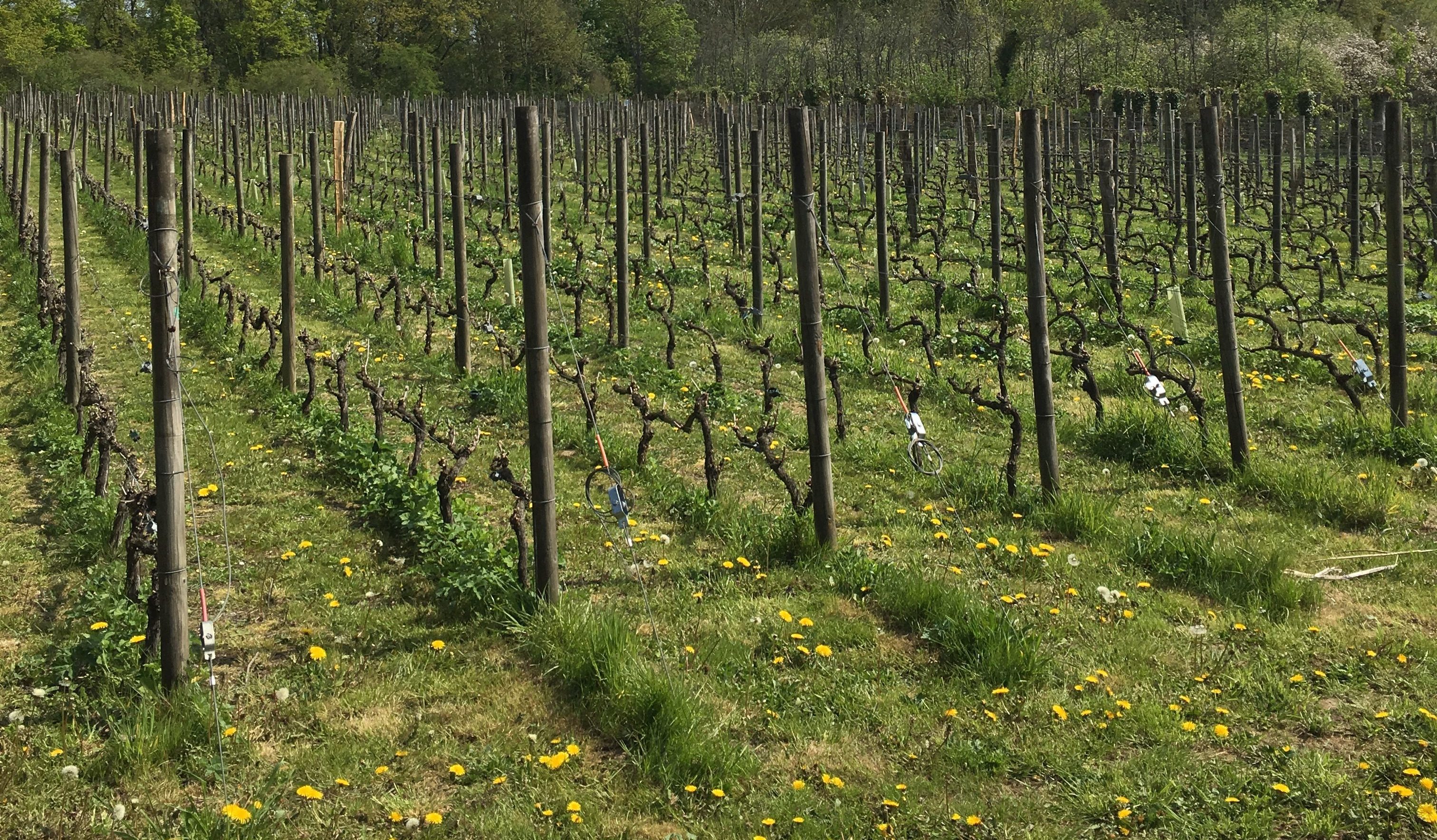 Vignes de Saint-Prix