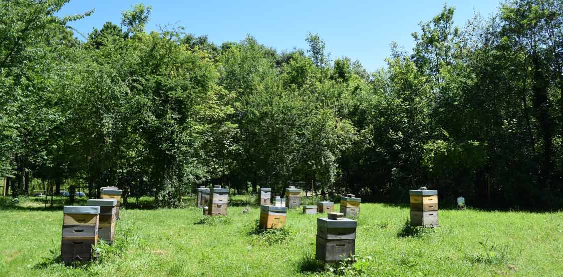 Miellerie-ruches-vigne-saint-prix-ville
